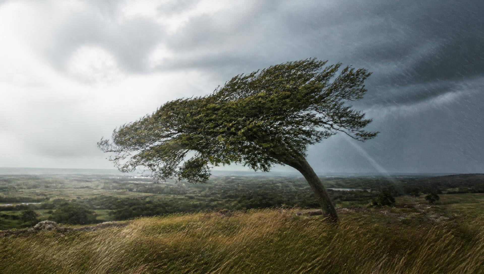 A single tree bending in heavy wind and rain on open ground under a dark sky